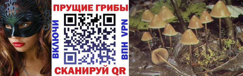 сколько стоит  Благодарный  Псилоцибиновые грибы мицелий 